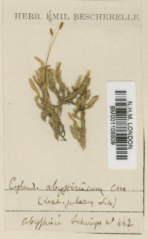 Pylaisiobryum abyssinicum (Müll.Hal.) Cufod. - BM001108509