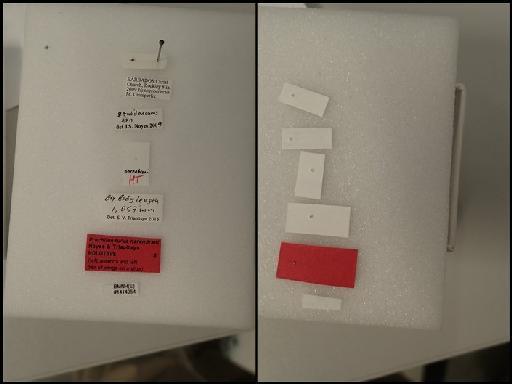 Prochiloneurus narendrani Noyes & Triapitsyn, MS - Prochiloneurus narendrani Noyes & Triapitsyn MS type #1414954 labels