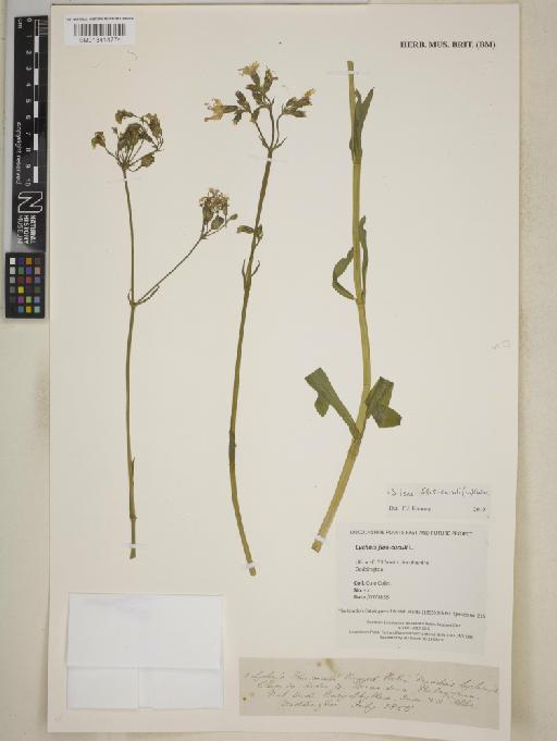 Silene flos-cuculi (L.) Clairv. - BM013414774