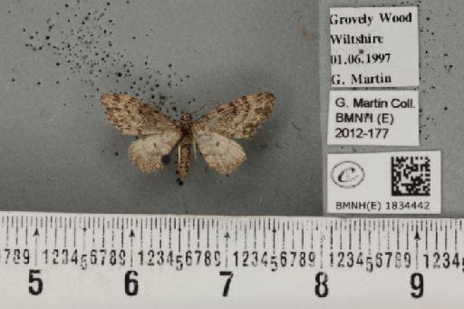 Eupithecia tantillaria Boisduval, 1840 - BMNHE_1834442_399224