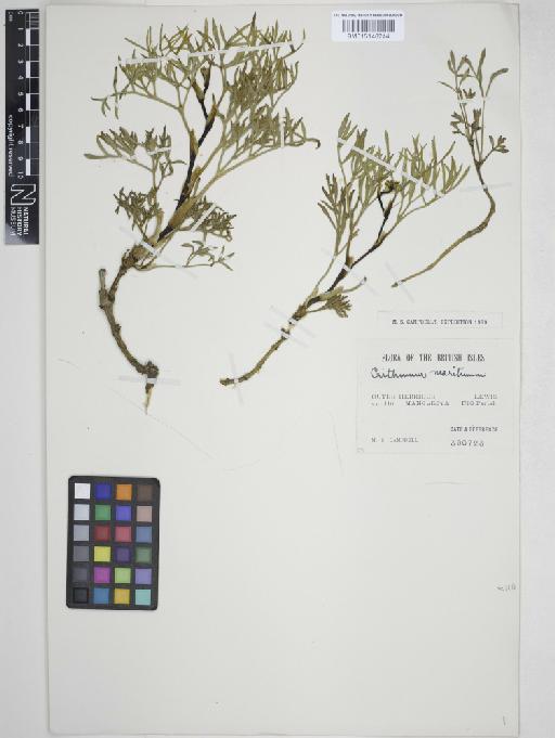 Crithmum maritimum L. - 015148244