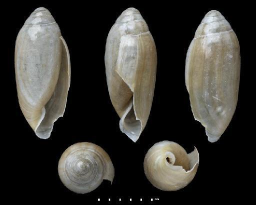Achatina cylindracea Pfeiffer, 1846 - 20130195, SYNTYPE, Achatina cylindracea Pfeiffer, 1846