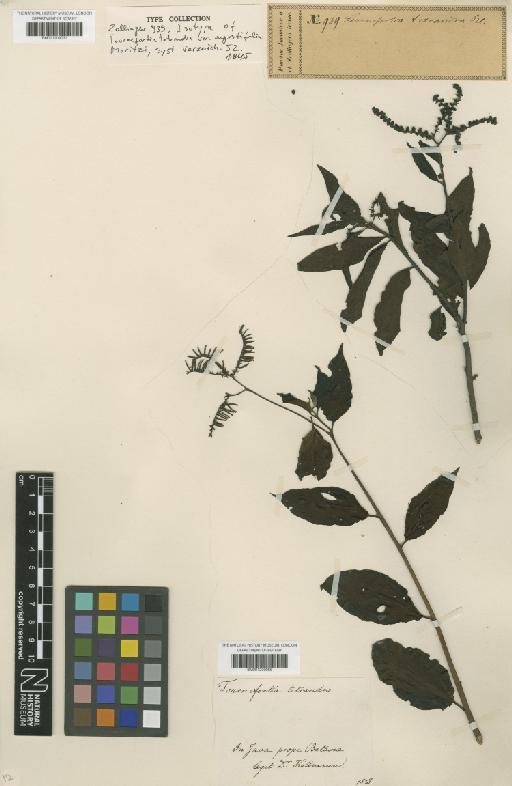 Tournefortia tetrandra var. angustifolia Moritzi - BM001209066