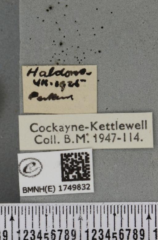 Hydriomena furcata ab. tricolorata Schrank, 1802 - BMNHE_1749832_label_327519