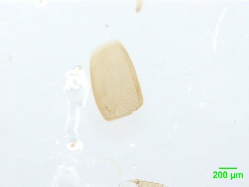 Scaphidiinae Latreille, 1806 - 010188832___5