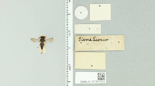 Coelioxys (Coelioxys) aurifrons Smith, F., 1854 - 013983633_additional