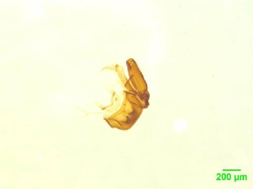 Histeridae Gyllenhal, 1808 - 010189510___4