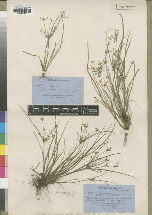 Cyperus cancellatus Ridl. - BM000922455