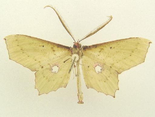 Macrotes cordovaria (Guenée in Boisduval & Guenée, 1858) - Amteris cordovaria Guenee syntype underside