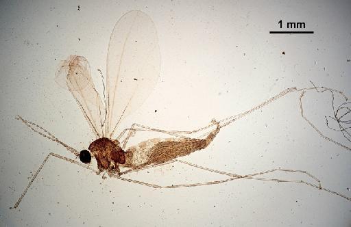 Mayetiola phalaris Barnes, 1927 - 010210369-Mayetiola_phalaris-SYNTYPE-250611-habitus-25_0x-scale