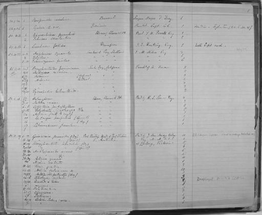 Sphaerechinus granularis subterclass Echinacea (Lamarck, 1816) - Zoology Accessions Register: Annelida & Echinoderms: 1884 - 1923: page 8