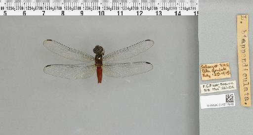 Lyriothemis biappendiculata (Selys, 1878) - 011252846_93000_1255234_2