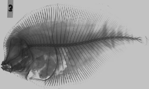 Bothus myriaster (Temminck & Schlegel, 1846) - BMNH 1935.3.12.3 Bothus myriaster