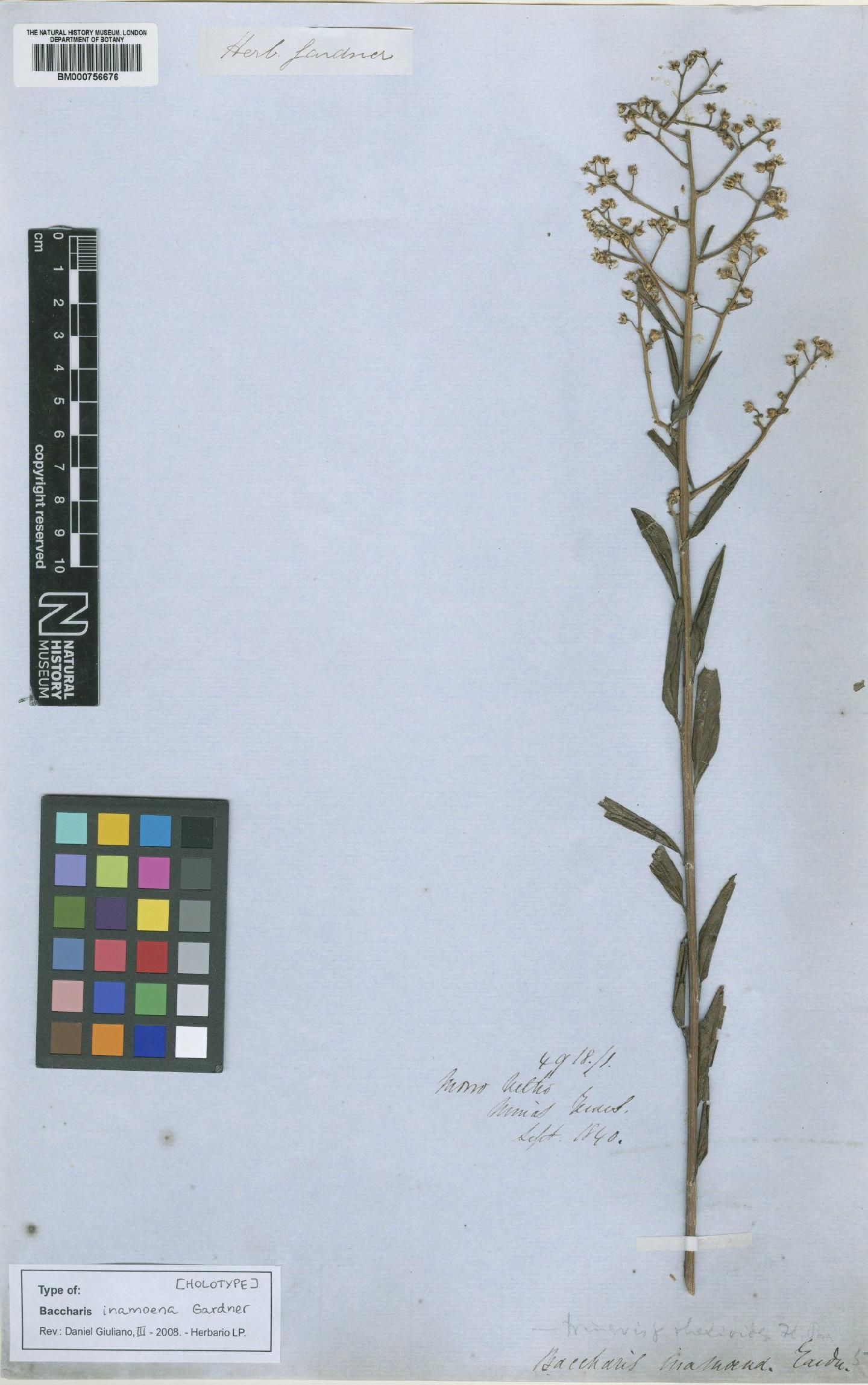 To NHMUK collection (Baccharis inamoena Gardner; Holotype; NHMUK:ecatalogue:4697002)
