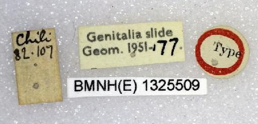 Nebula emilia (Butler, 1882) - Cidaria emilia Butler syntype male 1325509 labels