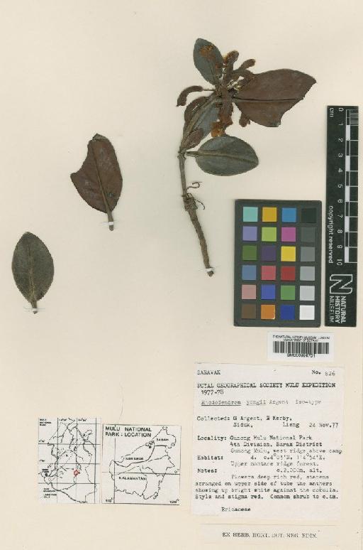 Rhododendron yongii Argent - BM000996701