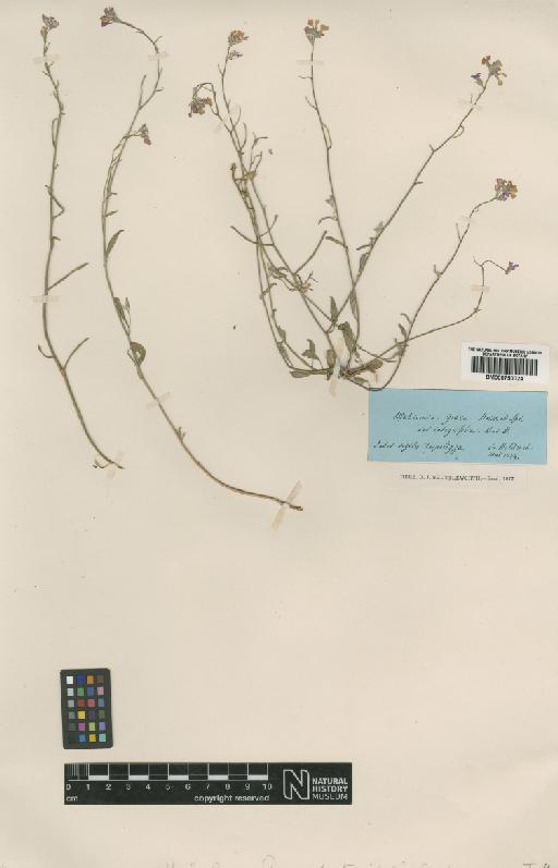 Malcolmia graeca Boiss. & Spruner - BM000750024