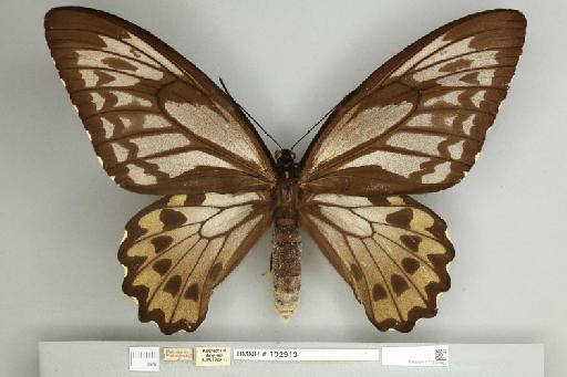 Ornithoptera croesus lydius Felder, 1865 - 013604962__