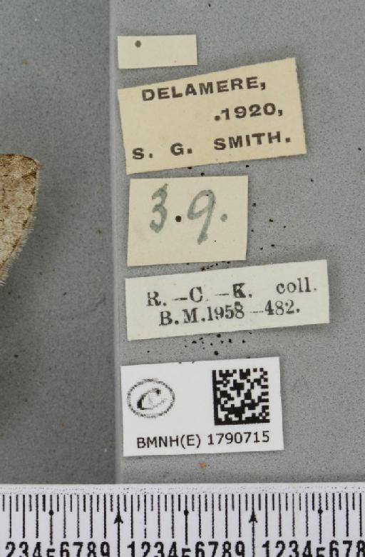 Epirrita autumnata ab. approximaria Weaver, 1852 - BMNHE_1790715_label_360810