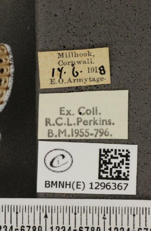 Maculinea arion eutyphron ab. unipuncta Courvoisier, 1907 - BMNHE_1296367_label_147553