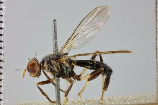 Zeugma flavimaculata Hennig, 1937 - Zeugma flavimaculata NHMUK 010579820 holotype female habitus lateral