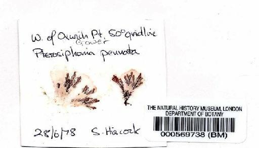 Pterosiphonia pennata (C.Agardh) Sauv. - BM000569738.jpg