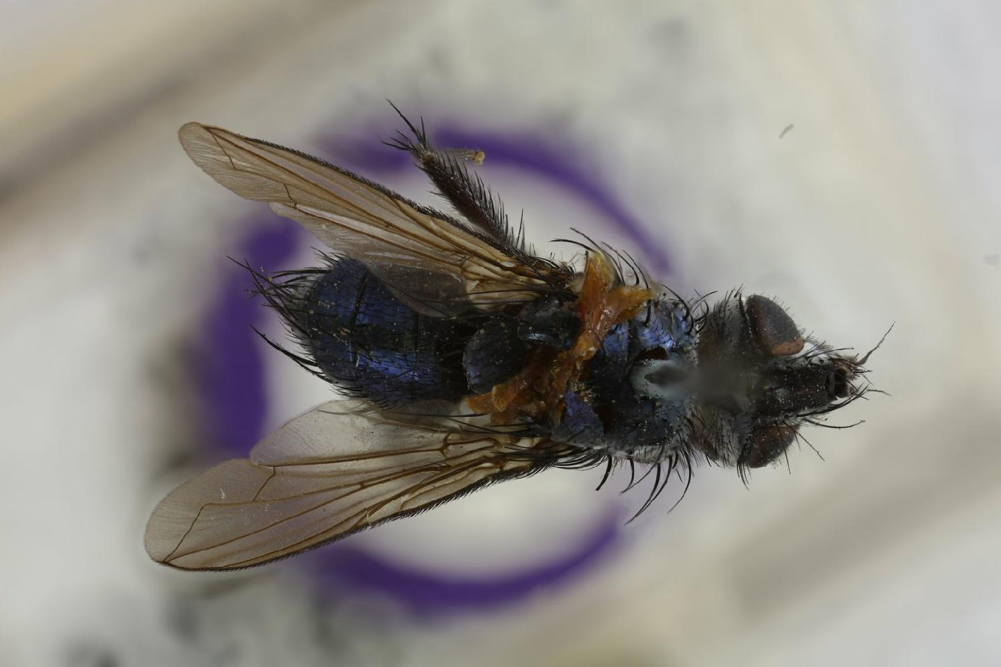 Trichodischia caerulea