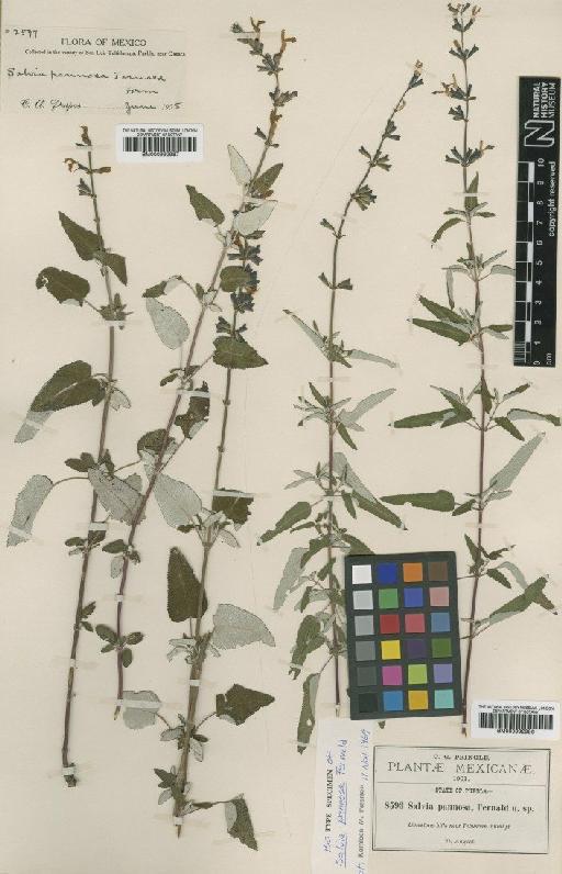 Salvia pannosa Fernald - BM000992987