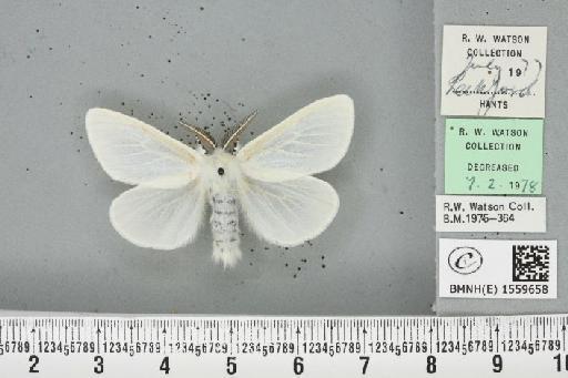 Leucoma salicis (Linnaeus, 1758) - BMNHE_1559658_250777