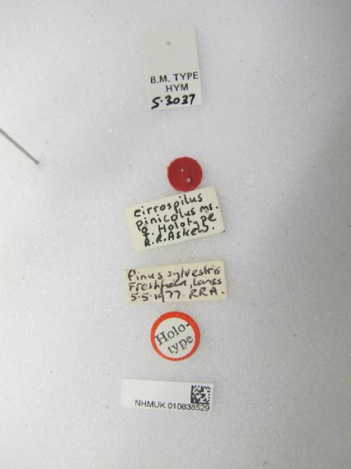 Cirrospilus pinicolus Askew, R.R., 1984 - 010838529_Labels