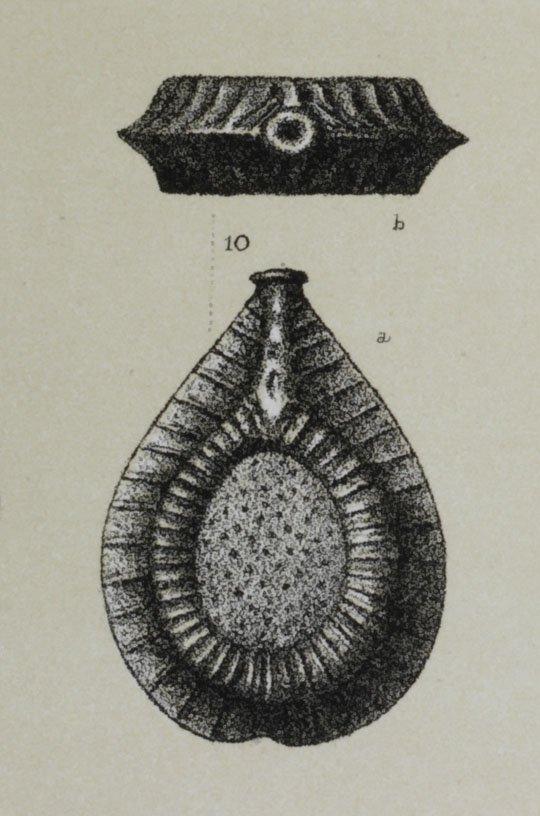To NHMUK collection (Lagena formosa var. brevis Brady, 1884; Syntype; NHMUK:ecatalogue:3092474)