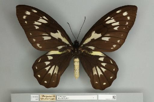 Ornithoptera victoriae regis Rothschild, 1895 - 013602543__