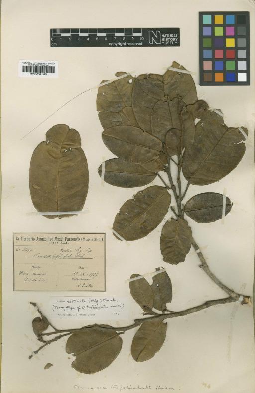 Ormosia costulata (Miq.) Kleinhoonte - BM000931925