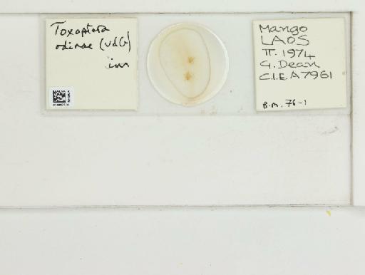 Toxoptera odinae van der Goot, 1917 - 014867324_112482_1096458_157905_NoStatus