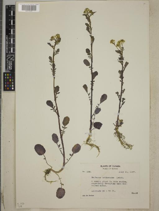 Barbarea orthoceras Ledeb - BM001255389