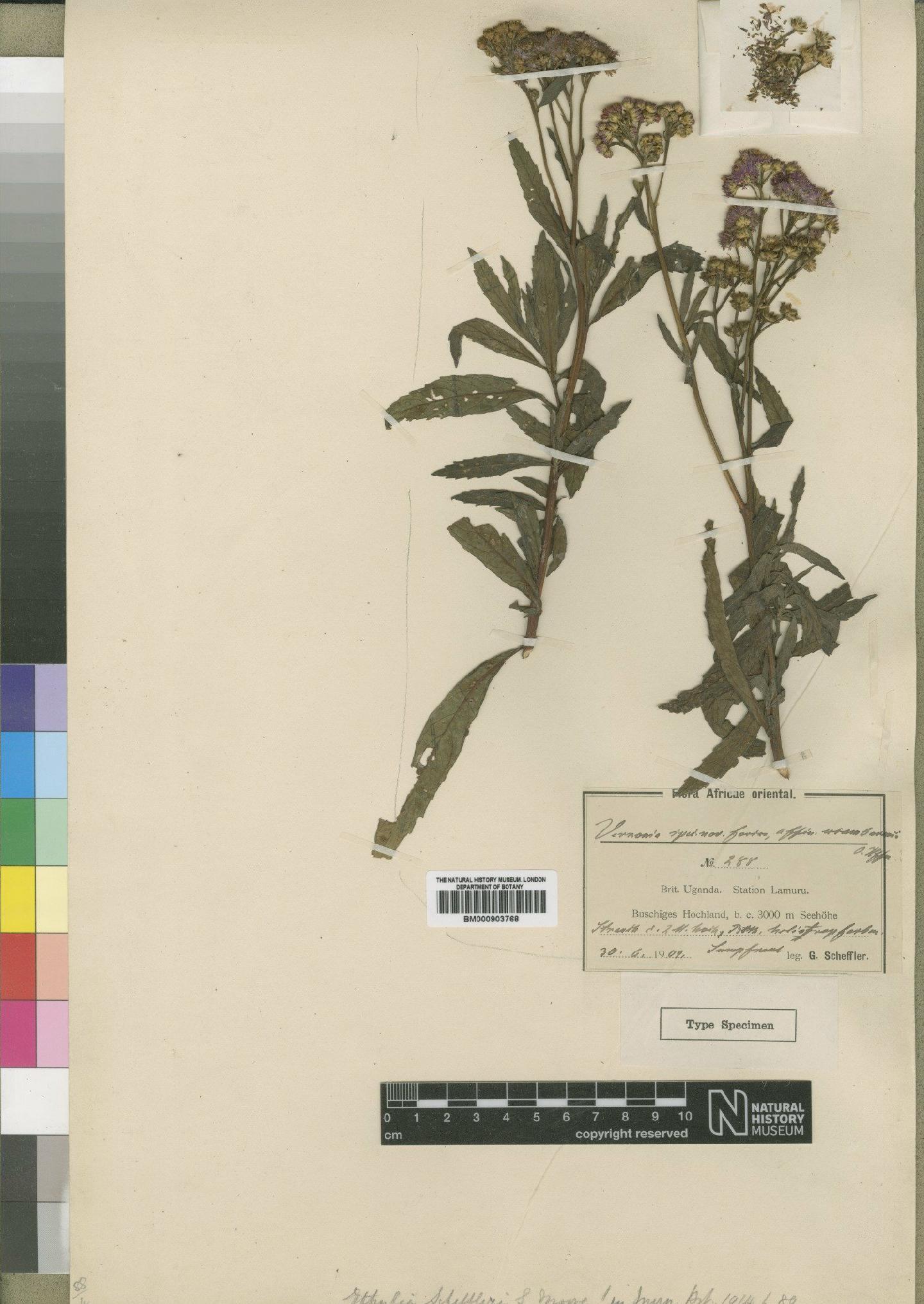To NHMUK collection (Ethulia scheffleri Moore; Type; NHMUK:ecatalogue:4528825)