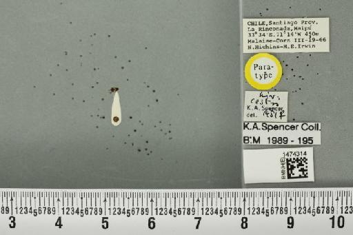 Liriomyza cestri Spencer, 1982 - BMNHE_1474314_49577