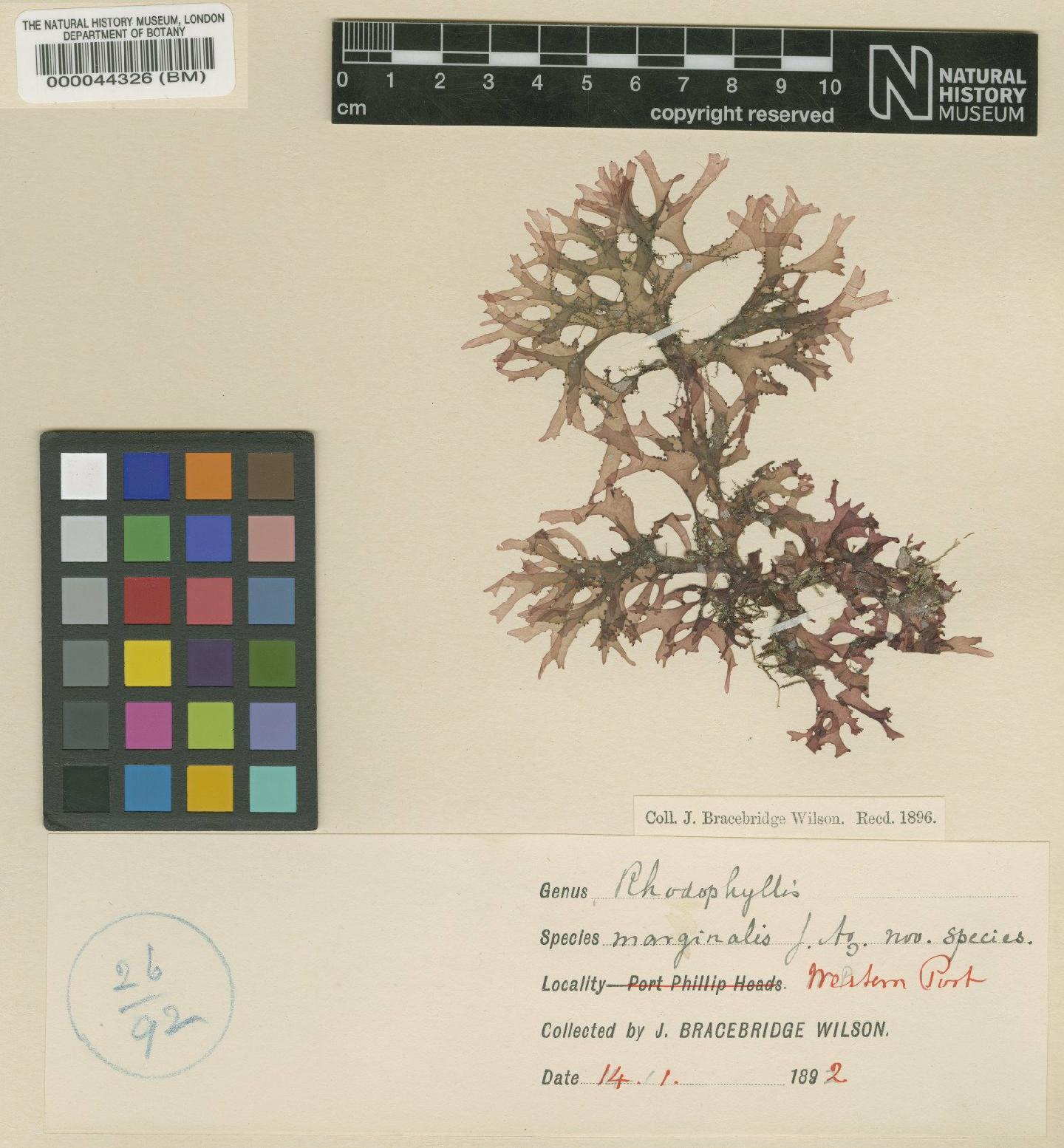 To NHMUK collection (Craspedocarpus venosus (Kütz.) Min-Thein & Womersley; TYPE; NHMUK:ecatalogue:4779175)