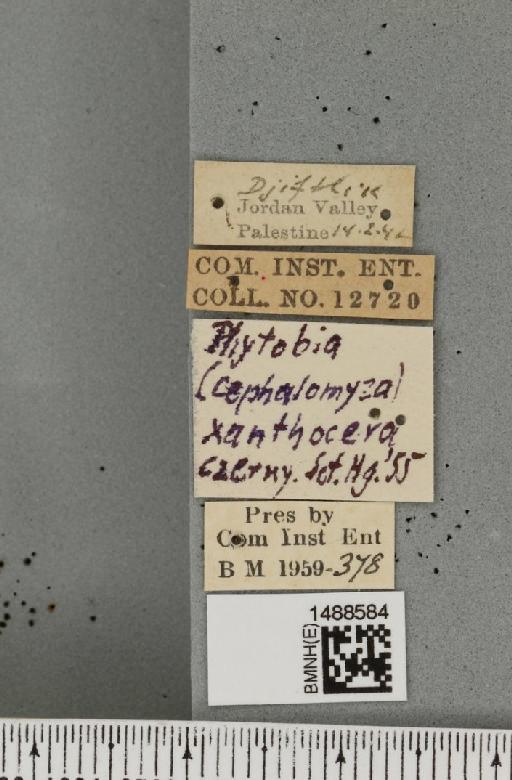 Liriomyza xanthocera (Czerny, 1909) - BMNHE_1488584_label_52459