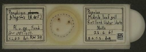 Pemphigus filaginis Fonscolombe, 1841 - 010125933_112912_1095555