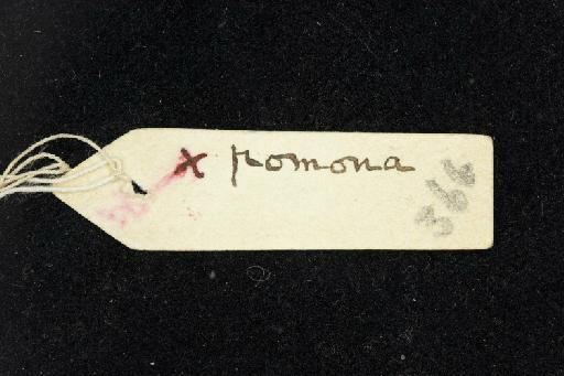 Hipposideros pomona Andersen, 1918 - 1918_8_3_4-Hipposideros_pomona-Type-Skull-label_reverse