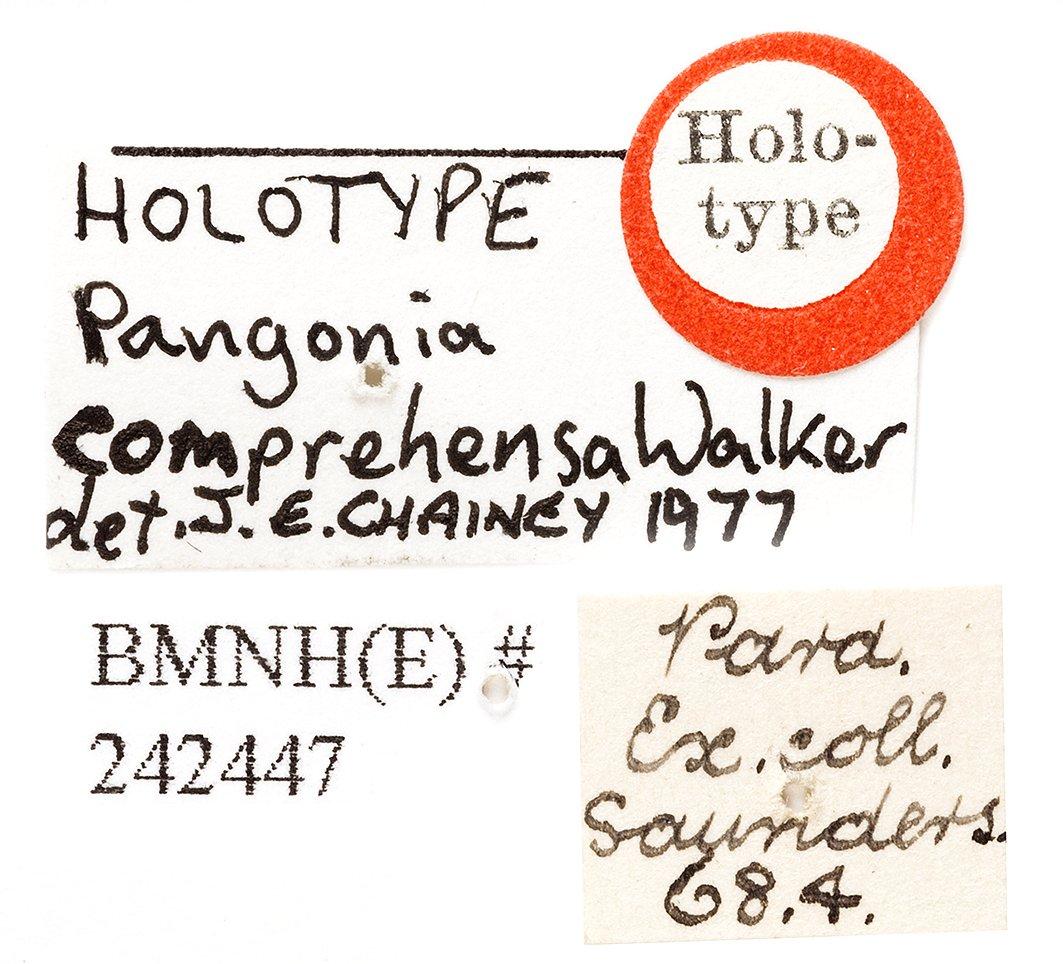 Pityocera thumbnail