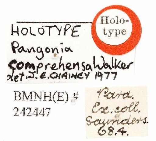 Pityocera (Elaphella) comprehensa (Walker) - Pagnonia comprehensa labels