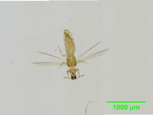 Thrips flavus Schrank, 1776 - 010154992__2015_11_13