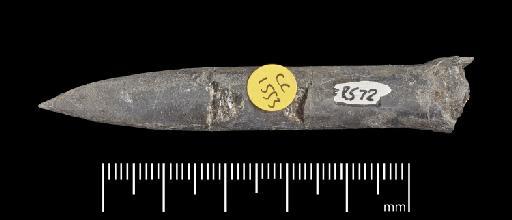 Simpsonibelus expansus (Simpson) - PI CC 1553 - belemnite