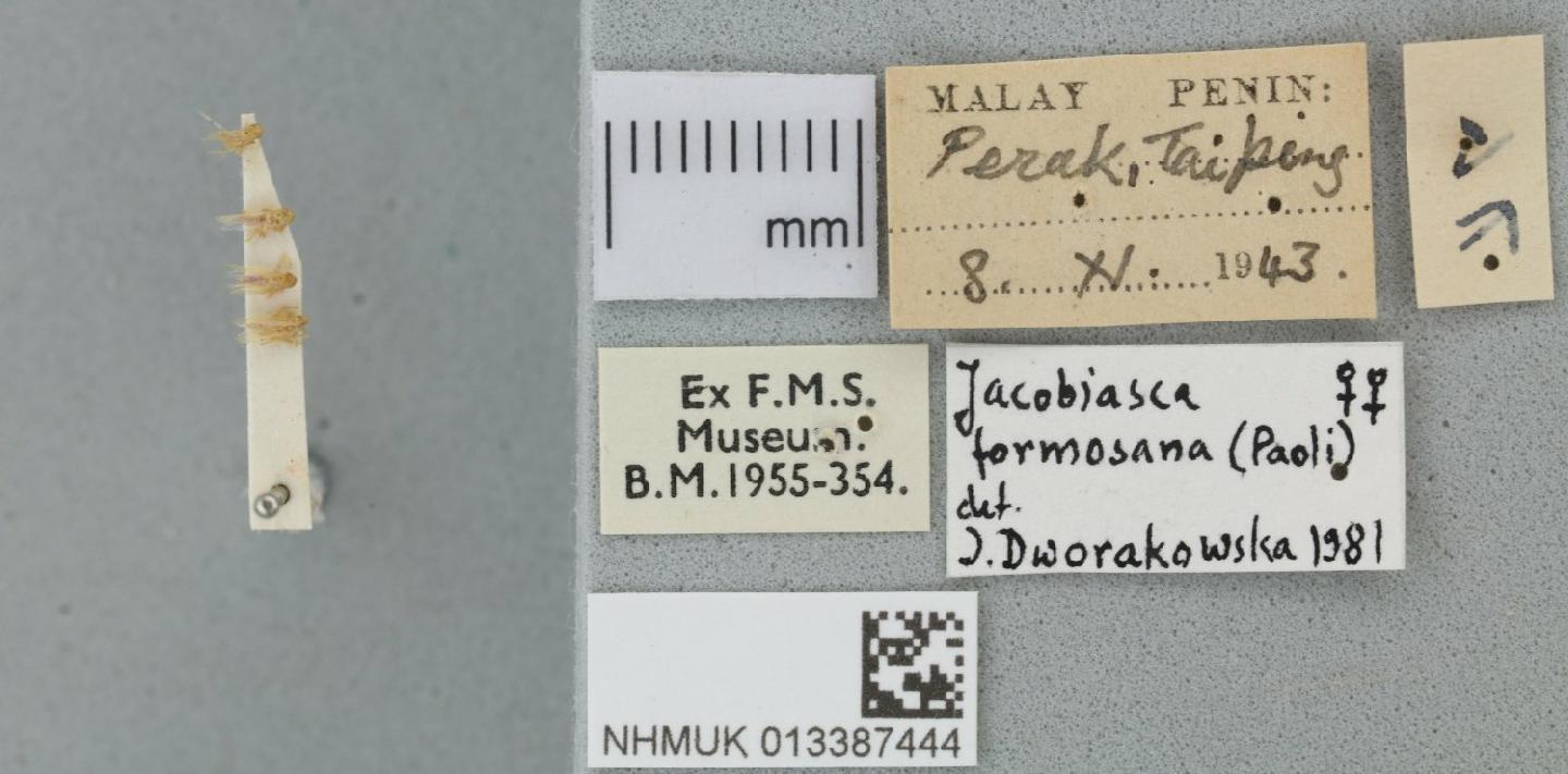 Jacobiasca formosana thumbnail