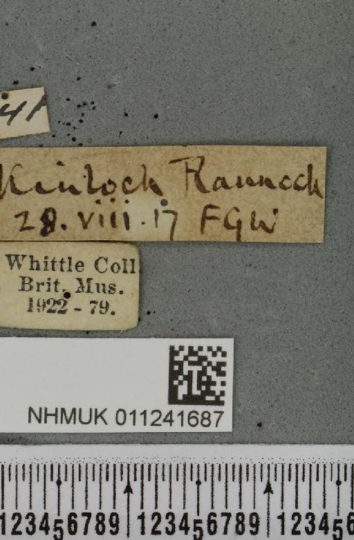 Antitype chi (Linnaeus, 1758) - NHMUK_011241687_label_642794