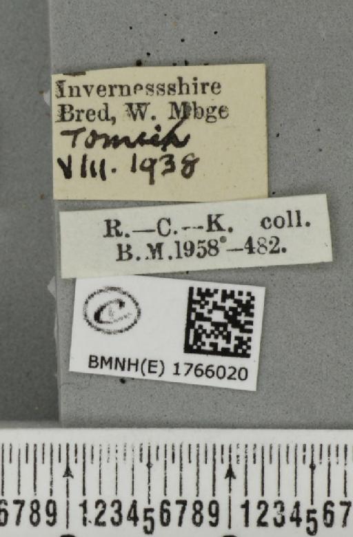 Dysstroma citrata citrata ab. albofasciata Müller, 1931 - BMNHE_1766020_label_351503