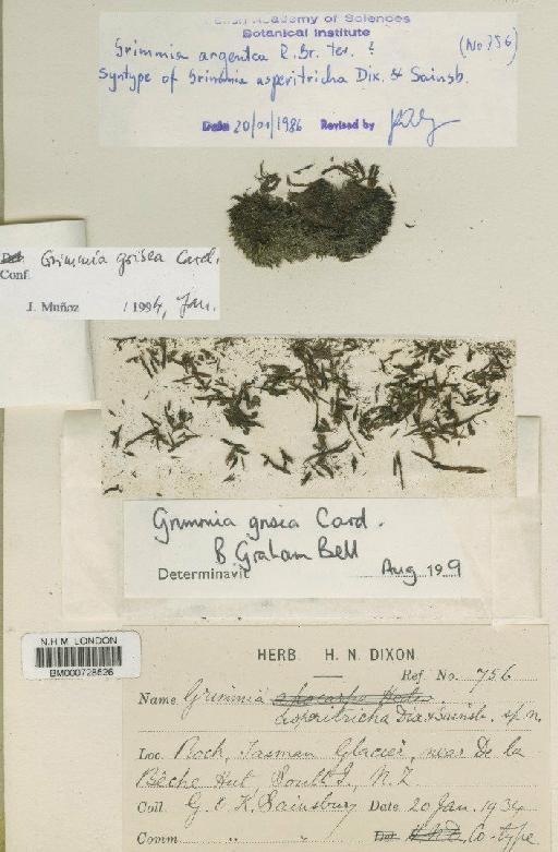 Grimmia asperitricha Dixon & Sainsbury - BM000728526