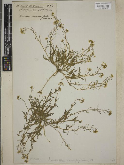 Rorippa coronopifolia (Desf.) Boiss. - BM013403905